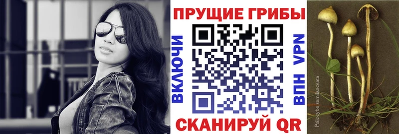Псилоцибиновые грибы Cubensis  сколько стоит  блэк спрут онион  Кемерово 